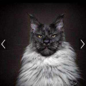 Meet your Posher, Pam